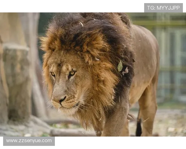 雄性美洲虎与雄狮的巅峰对决谁才是丛林之王的真正霸主